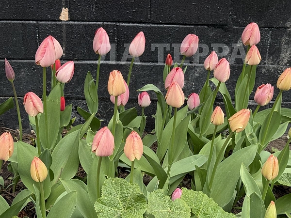 Квартира по адресу: Москва, Оружейный пер, 25стр1, общая площадь 70.6 (№74483)