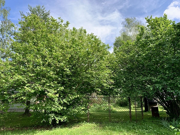 Участок , 12 сот., Свердлово с, Борки ул, 31 (№74055) Участок , 12 сот., Свердлово с, Борки ул, 31 (№74055)