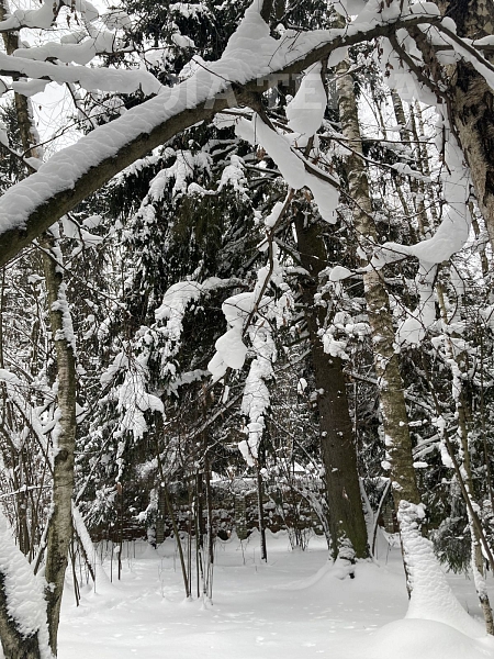 Аренда недвижимости, дом, Апрелевка, Карла Маркса ул, 62 (№74085)